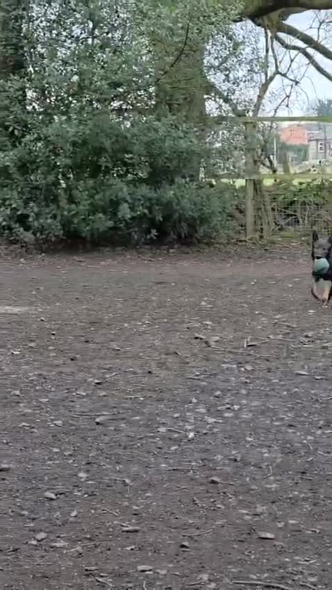 German Shepherd dogs for sale: Sasha - Video 2