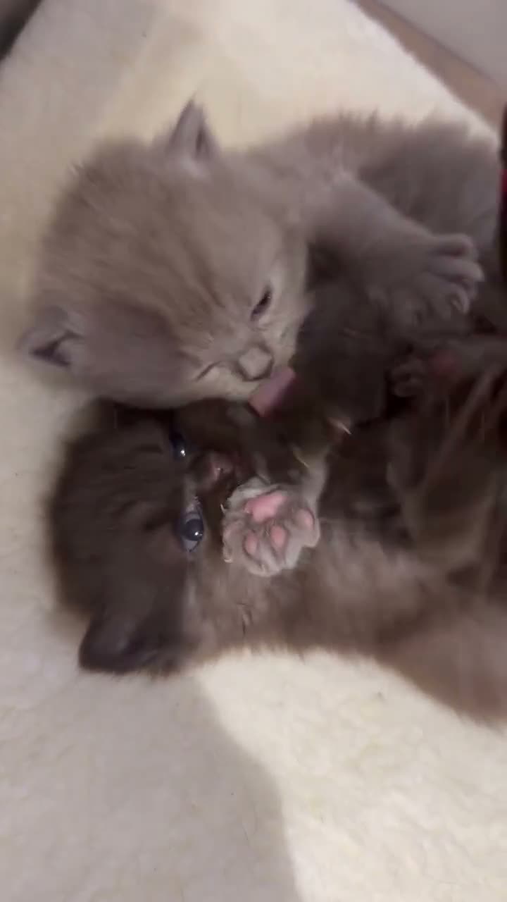 British Shorthair cats for sale: BSH kittens  - Video 1