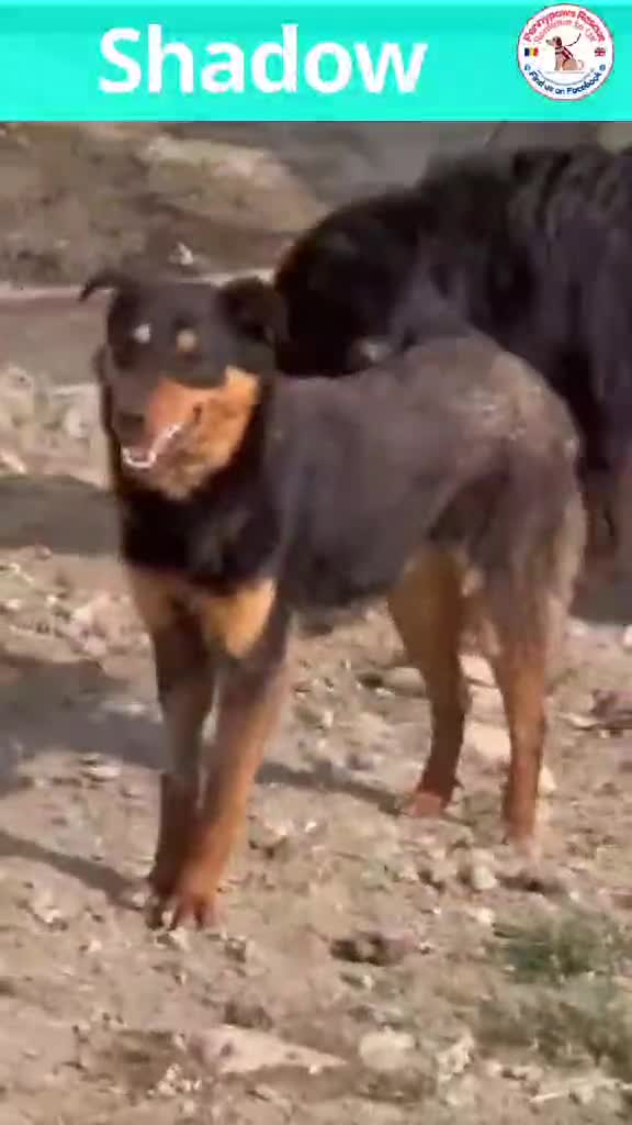Mixed Breed dogs for adoption: 💝🐾 🐾Introducing SMALL CUTE BOY 🐾SHADOW 🐾 🐾 - Video 1
