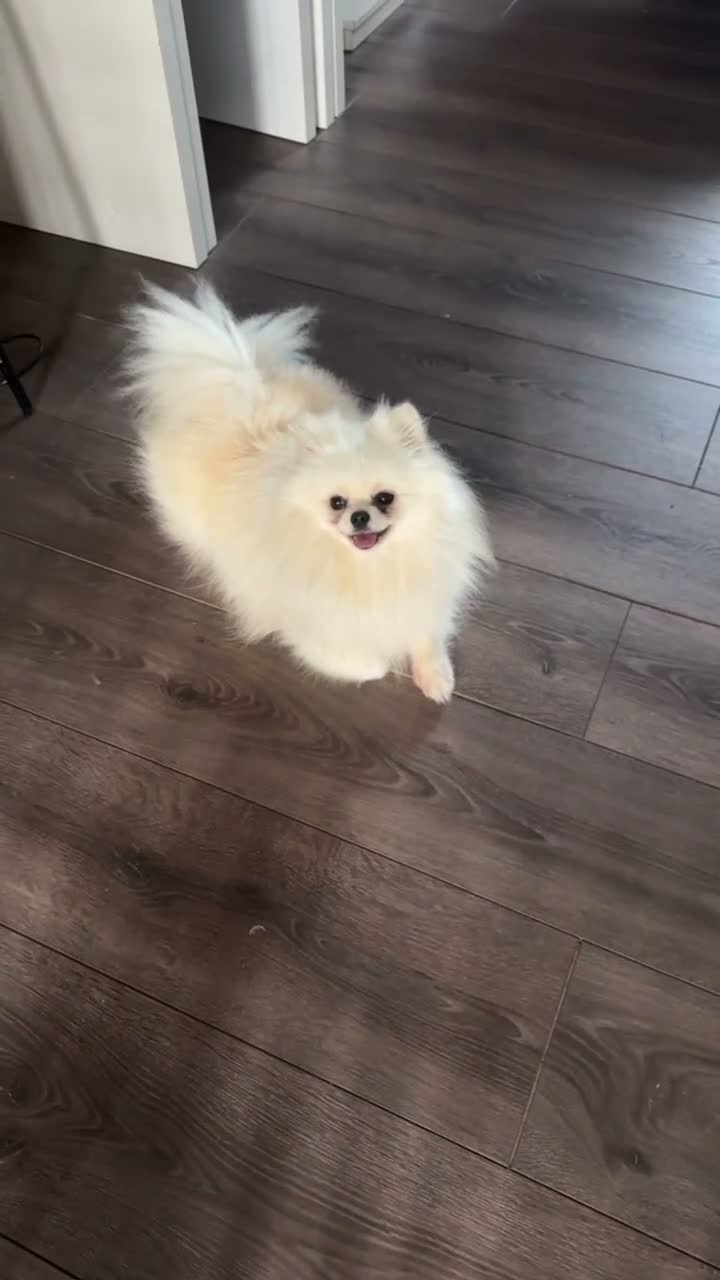 Pomeranian dogs for sale: KOREAN POMERANIAN looking for her forever home. - Video 1