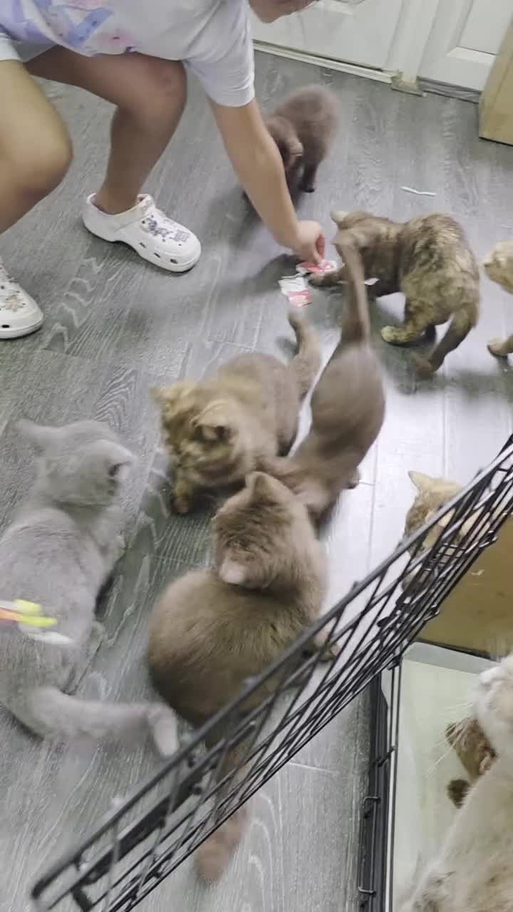British Shorthair cats for sale: British shorthair kitten - Video 2