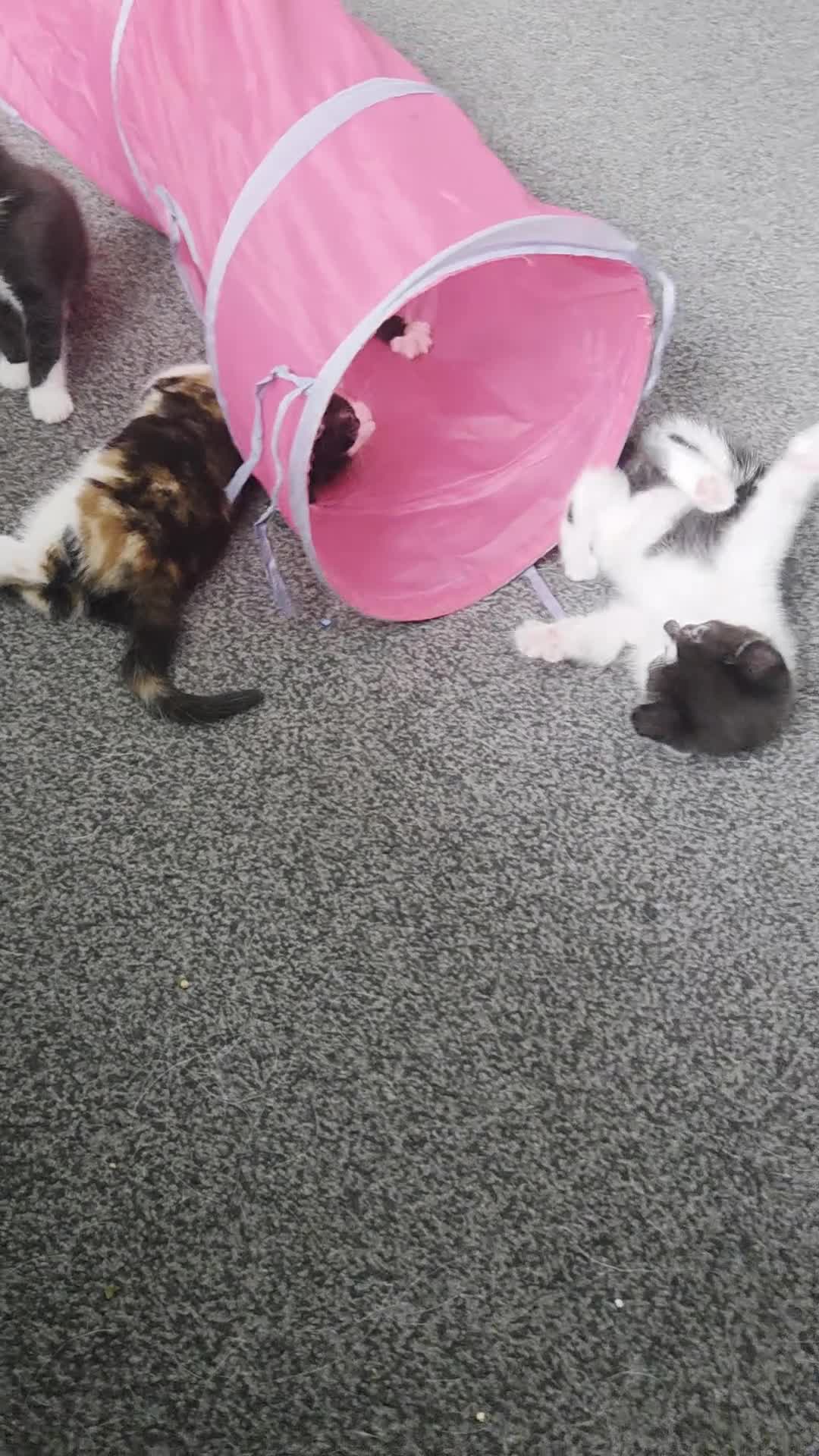 Mixed Breed cats for sale: Maine coon mix kittens for sale.  - Video 1