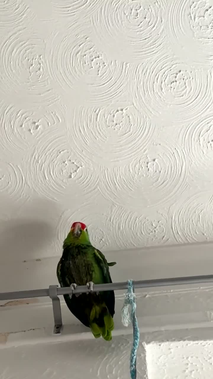 Parrots birds for sale: 2 Amazon Red Lored - Video 2
