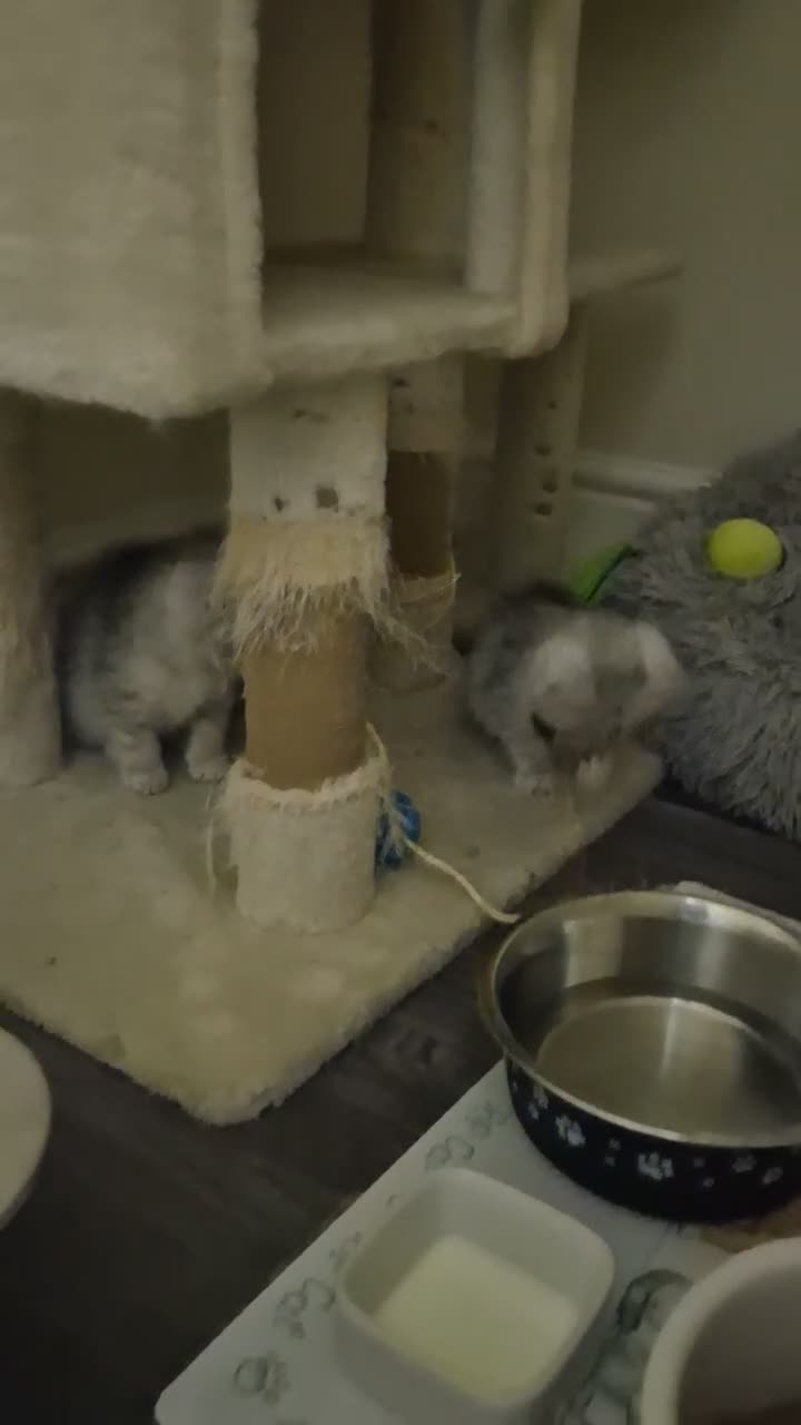 Mixed Breed cats for sale: Beautiful Female Persian Cross Kittens - Video 2