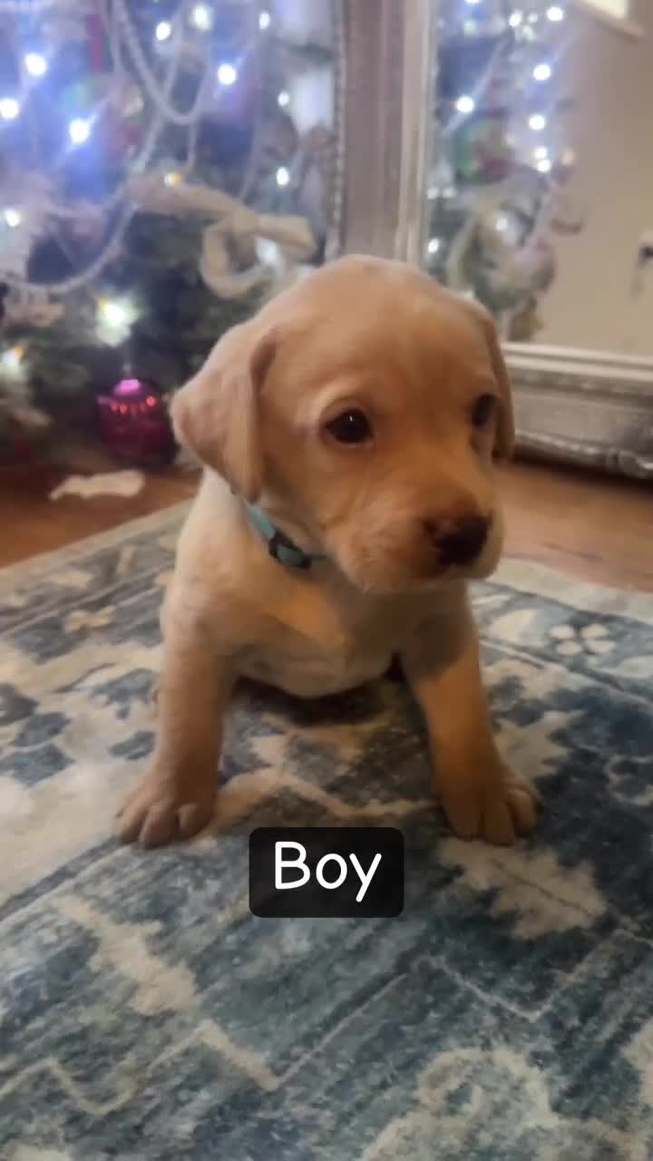 Labrador Retriever dogs for sale: Puppies for sale  - Video 1