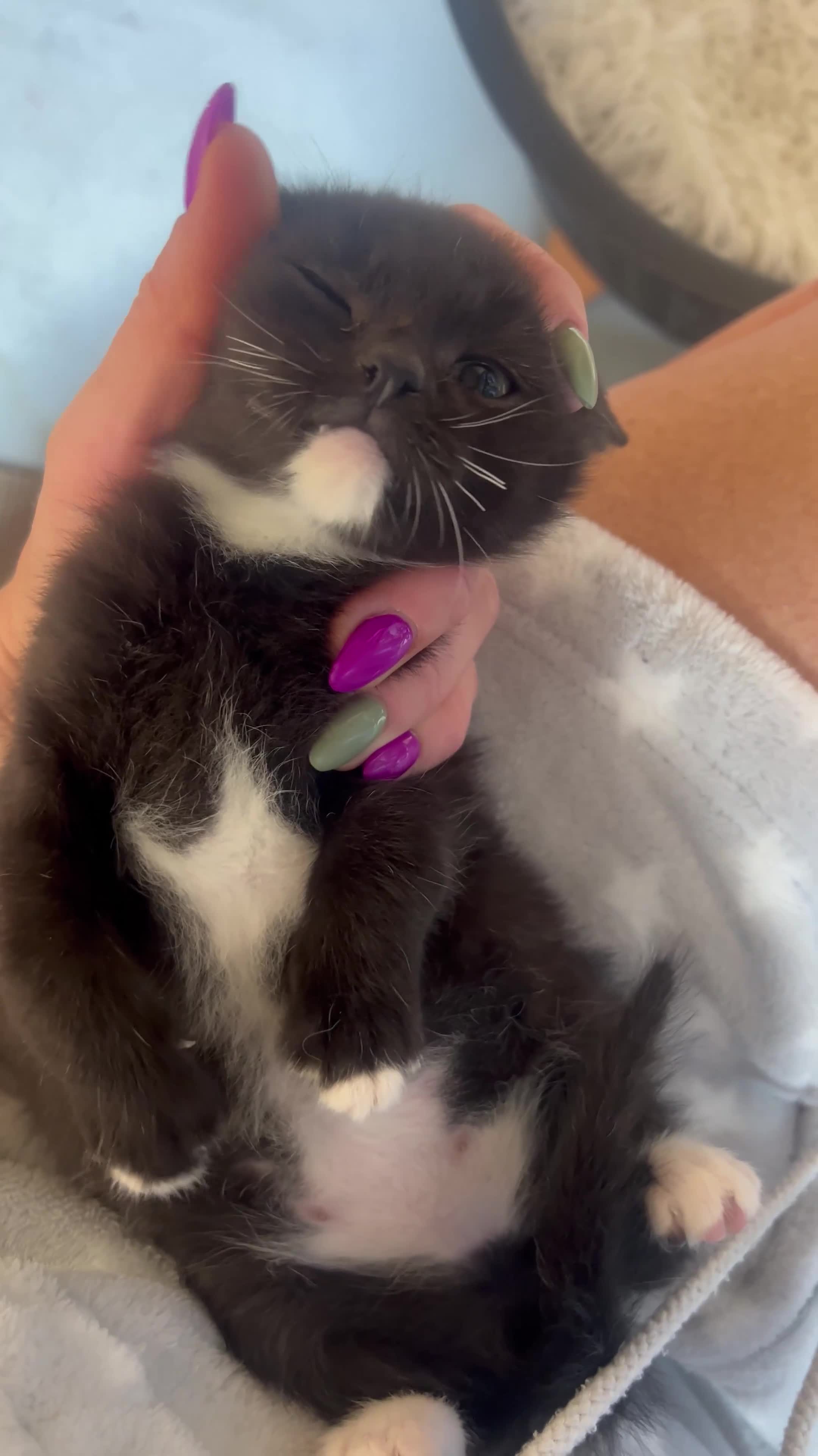 Mixed Breed cats for sale: 😍For  ** 😍 - Video 1