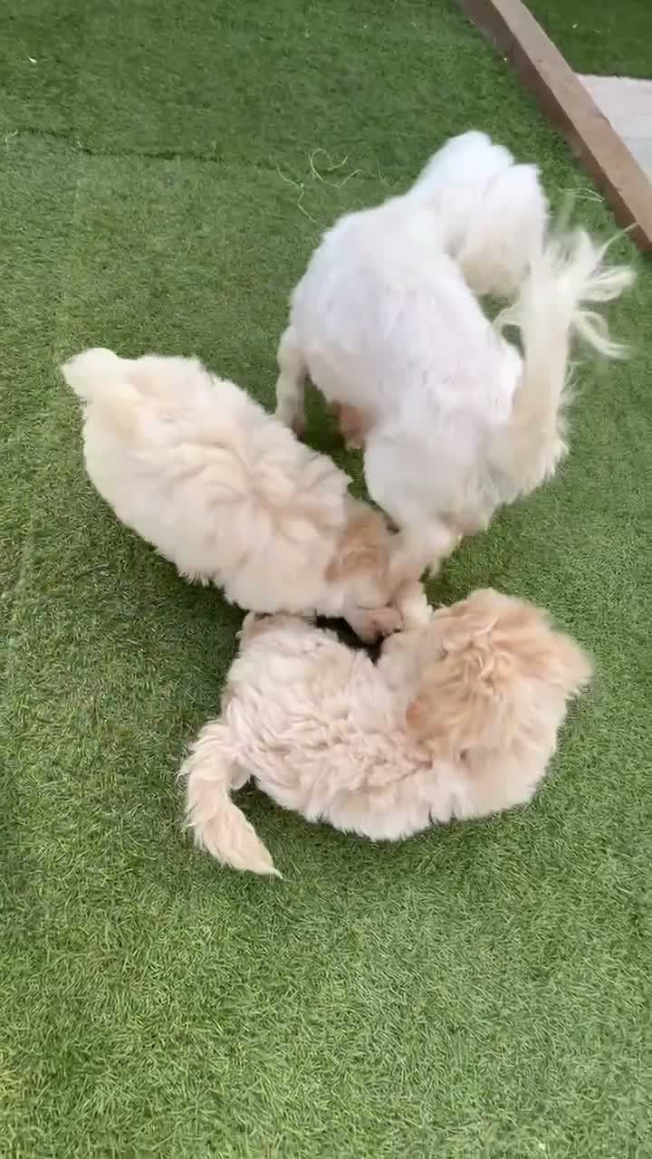Maltipoo dogs for sale: 🐾 toy maltipoo puppy’s 🐾 - Video 1