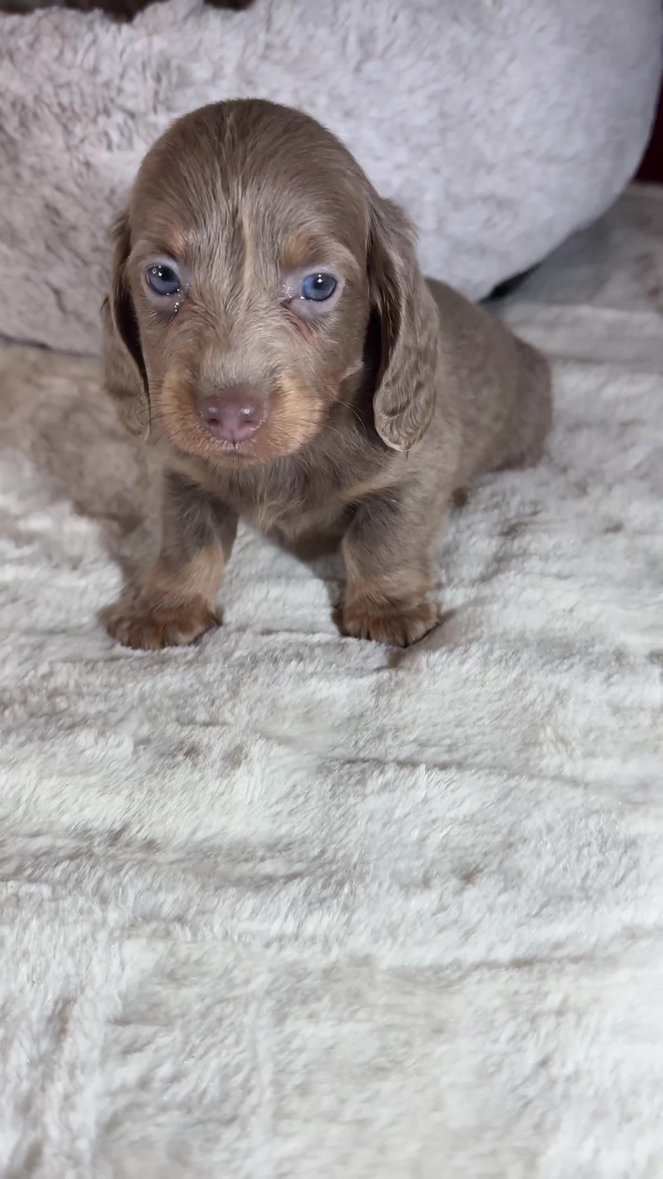 Miniature Dachshund dogs for sale: Long Hair Dachshund miniature Dapple - Video 1
