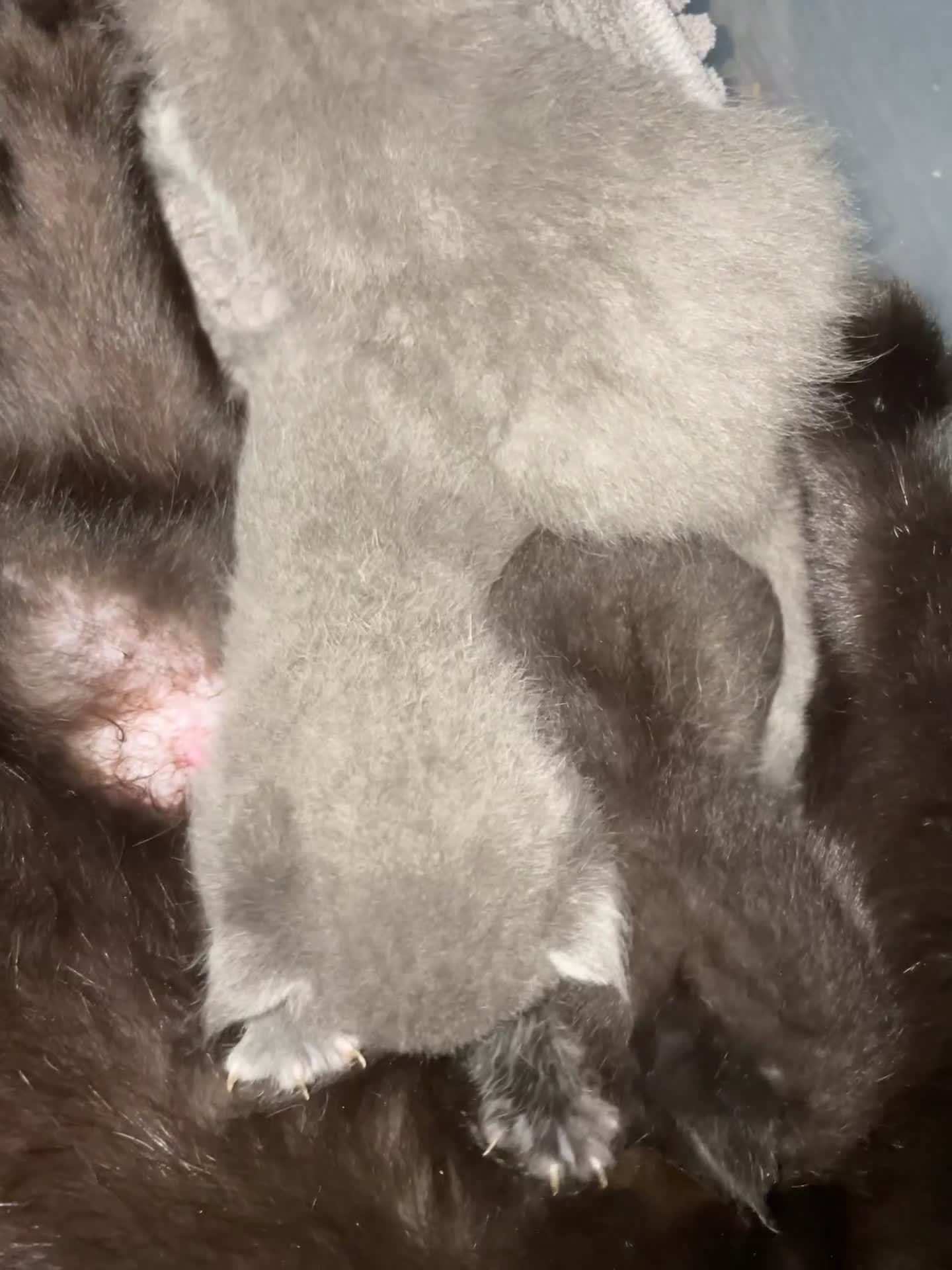 Mixed Breed cats for sale: Ragdoll cross beautiful friendly kittens - Video 2