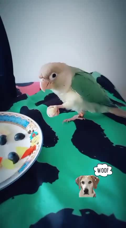 Conures birds for sale: Hand reared super tame conure  - Video 1