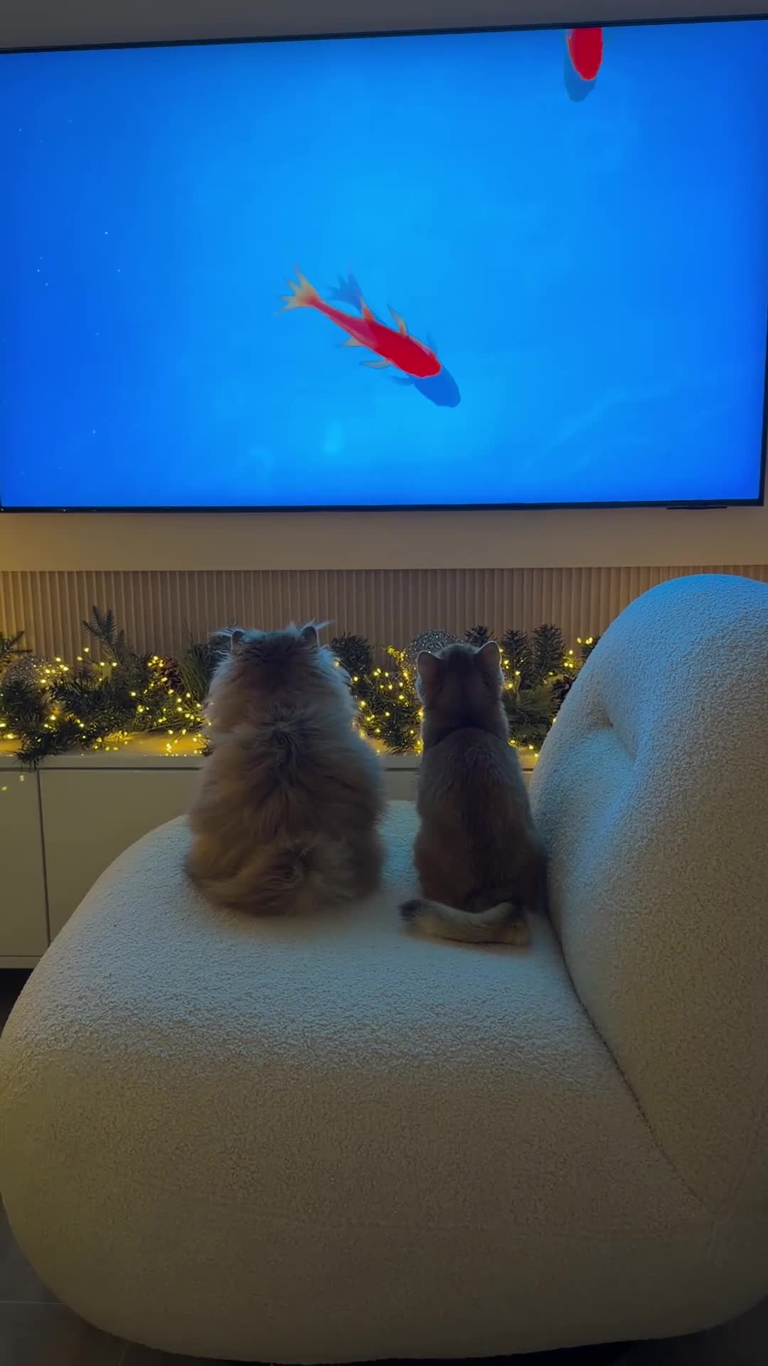 British Longhair cats for sale: Amazing British Longhair Golden kitten - Video 4