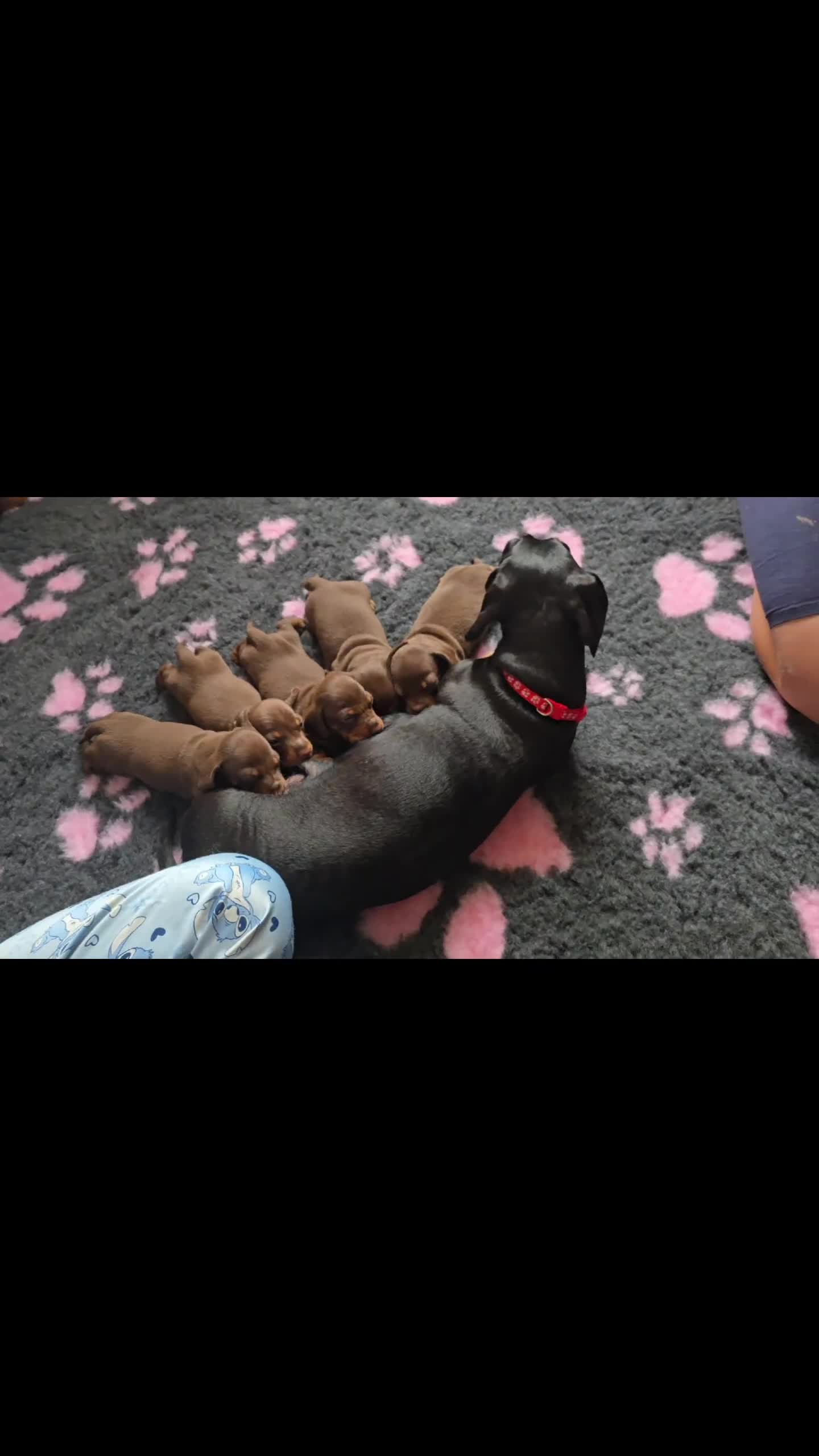 Miniature Dachshund dogs for sale: Miniature Dachshund Smooth - Video 5