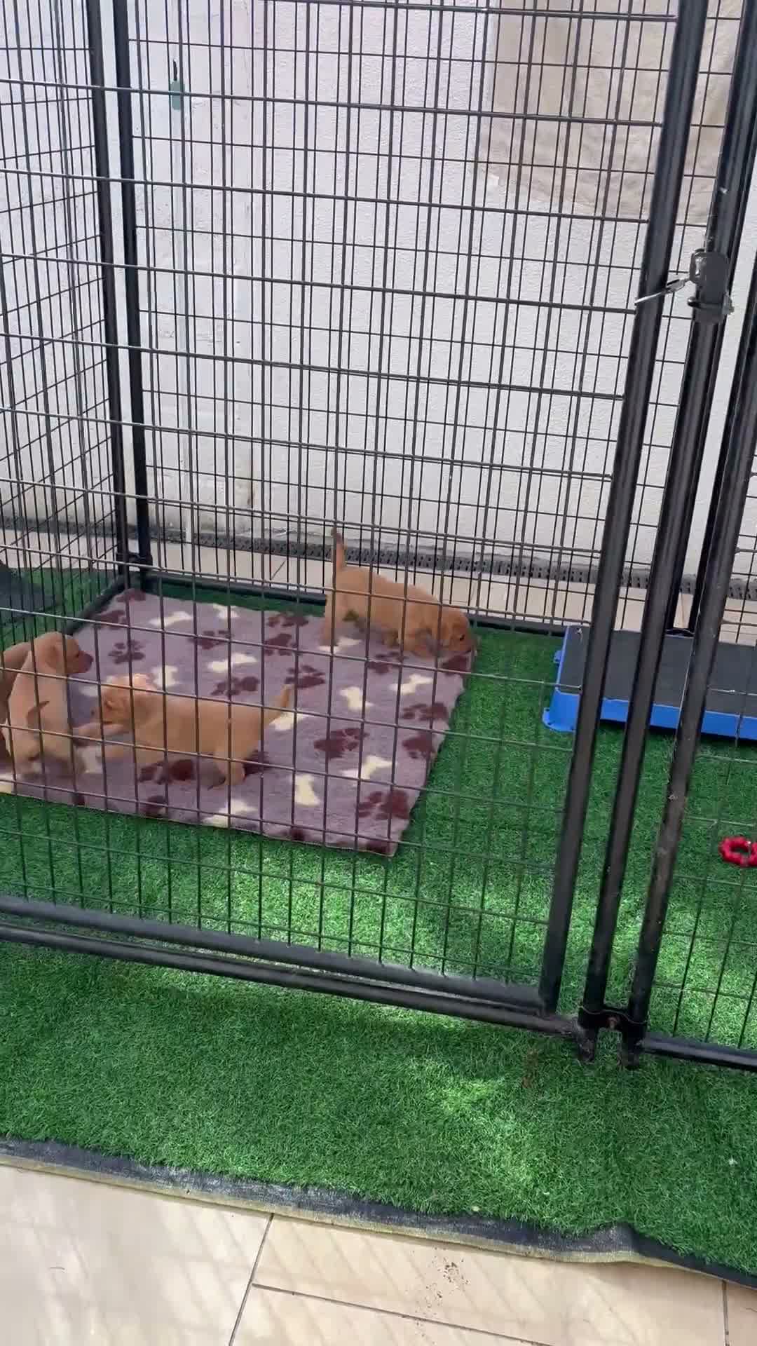 Labrador Retriever dogs for sale: STUNNING FOX RED PUPPIES - Video 2