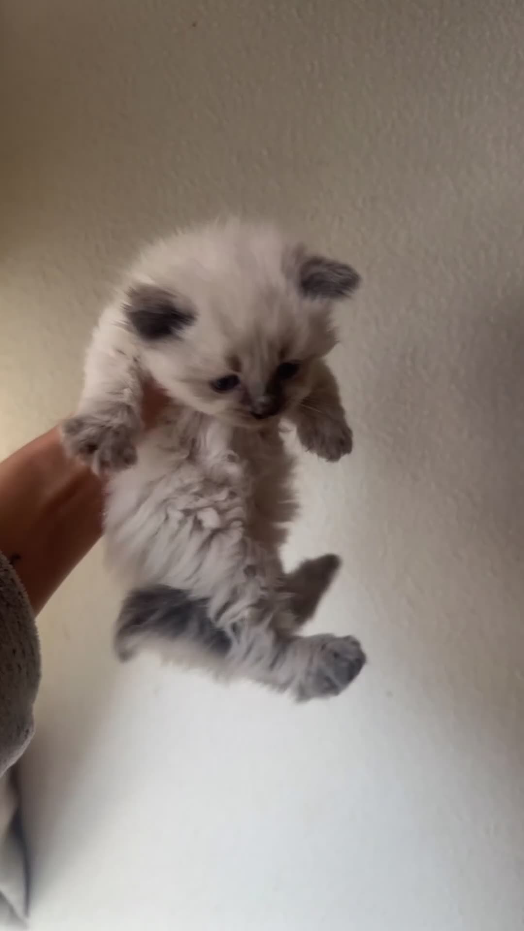 Ragdoll cats for sale: Ragdoll x BSH kittens  - Video 4