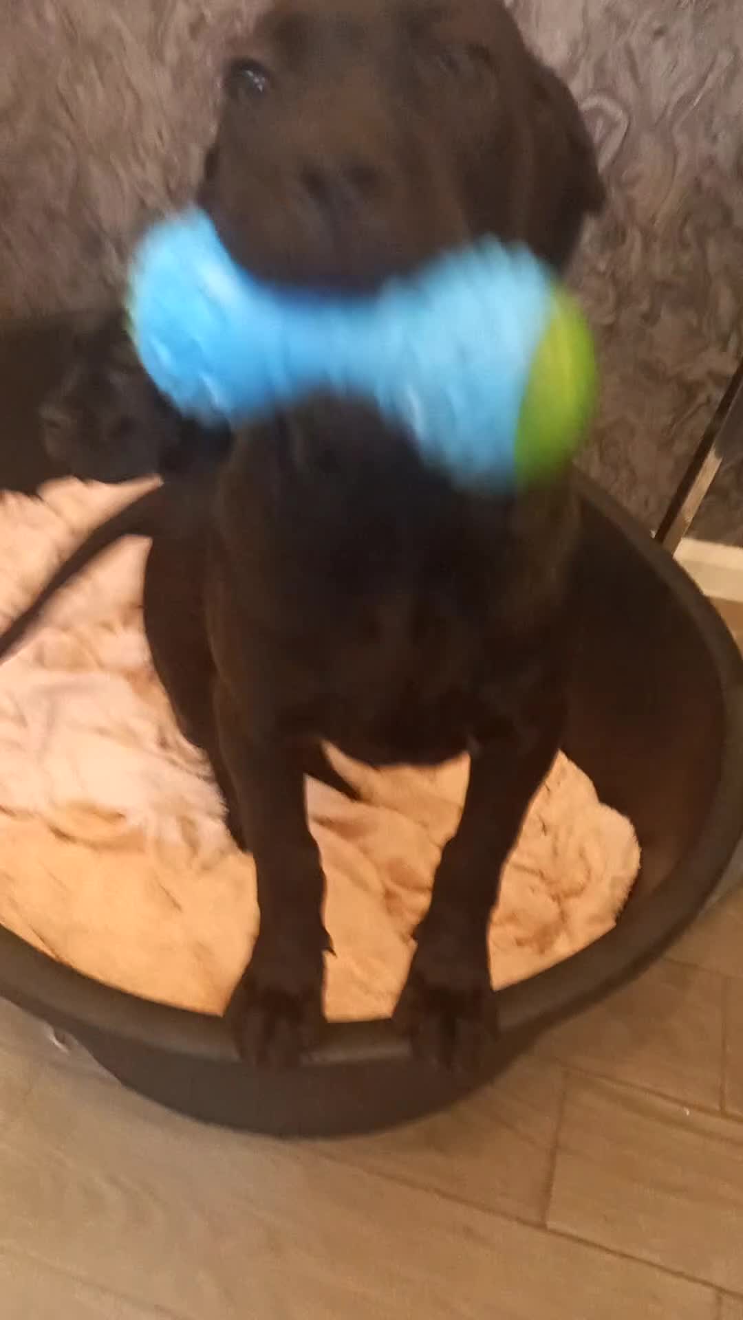 Cane Corso dogs for sale: ANNOUNCEMENT ONLY UK LITTER DEL DYRIUM LINES  🖤  - Video 3