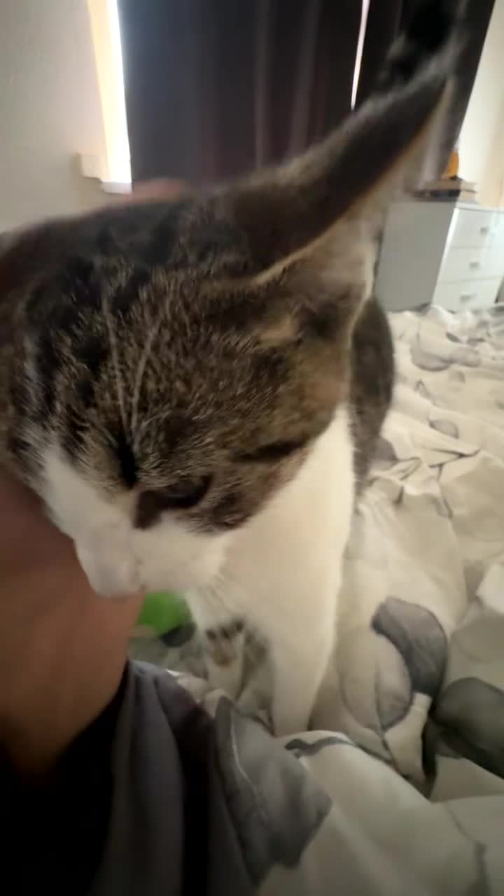 Mixed Breed cats for sale: 9 month old kitten  - Video 1