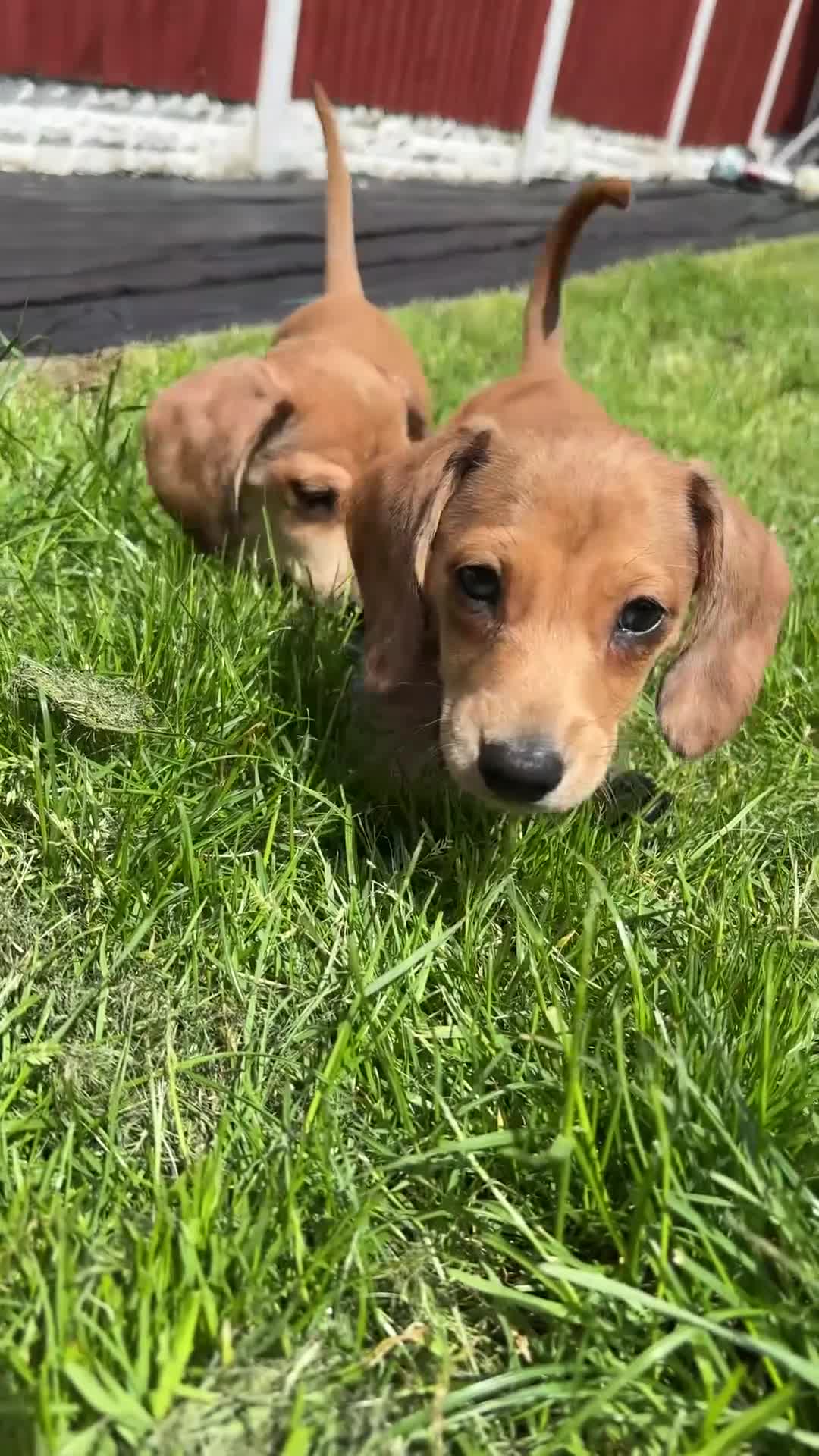Miniature Dachshund dogs for sale: 3 gorgeous miniature Dachshunds. 🐶 READY TO GO!  - Video 1