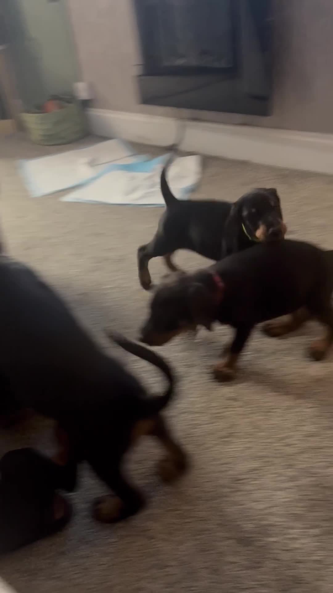 Dobermann dogs for sale: Dobermans for sale - Video 1