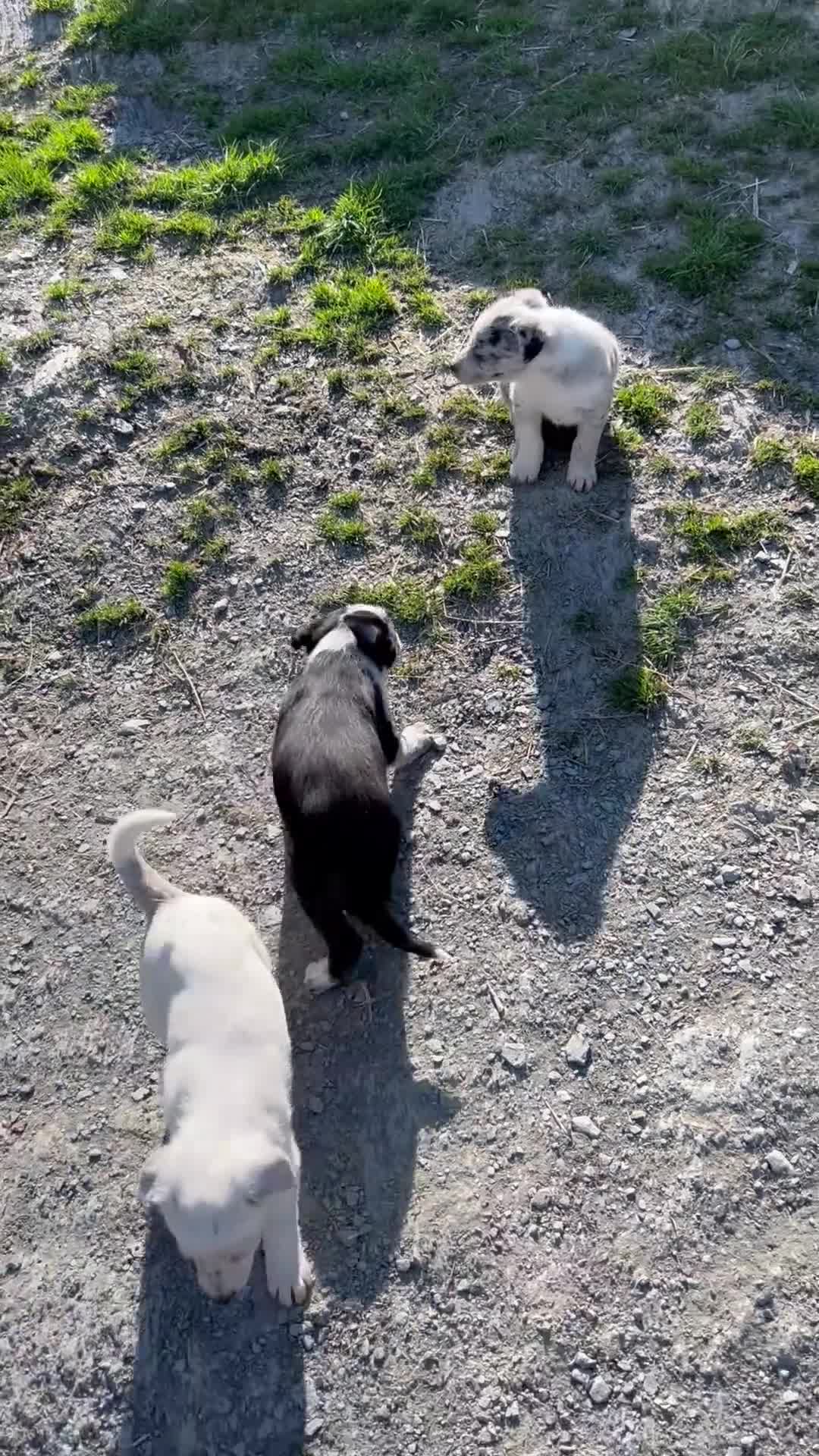 Border Collie dogs for sale: Gorgeous border collies  - Video 1