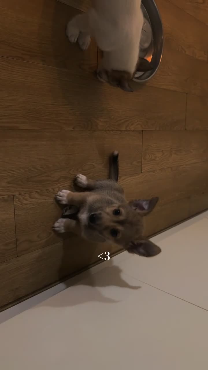 Mixed Breed dogs for sale: Mixed breed puppies - Video 3