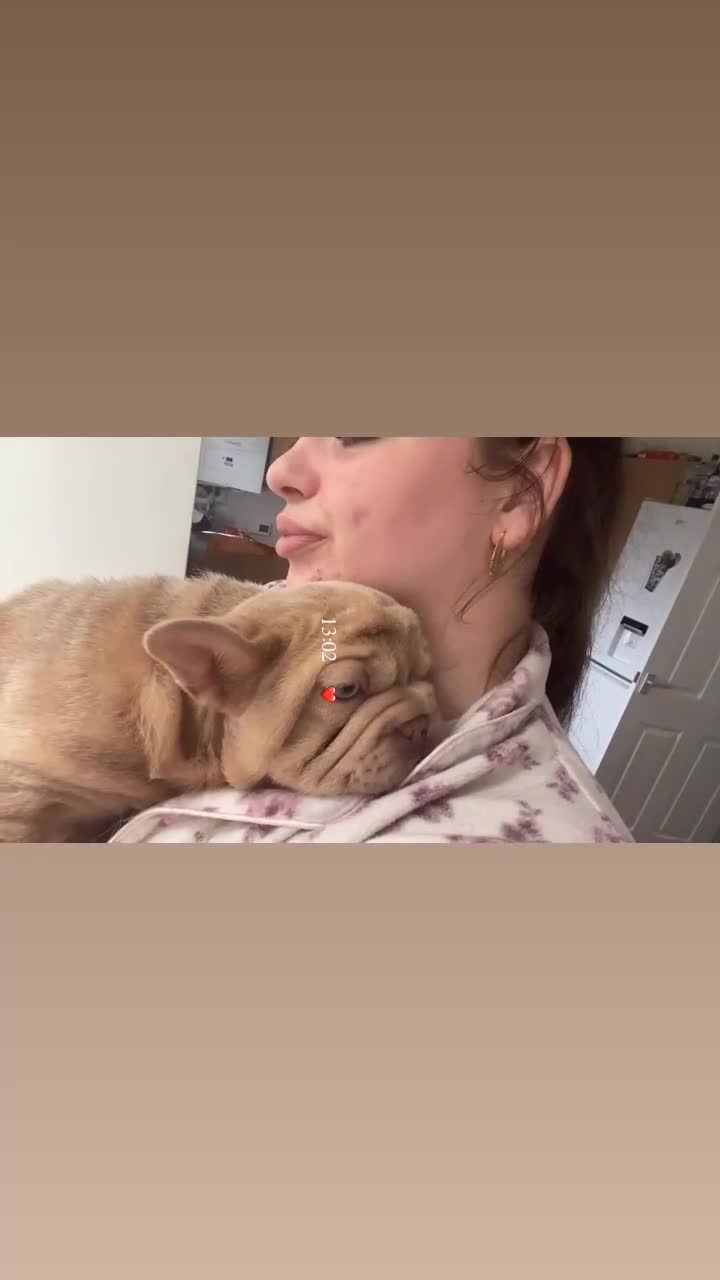 French Bulldog dogs for sale: Shaddy - Video 3