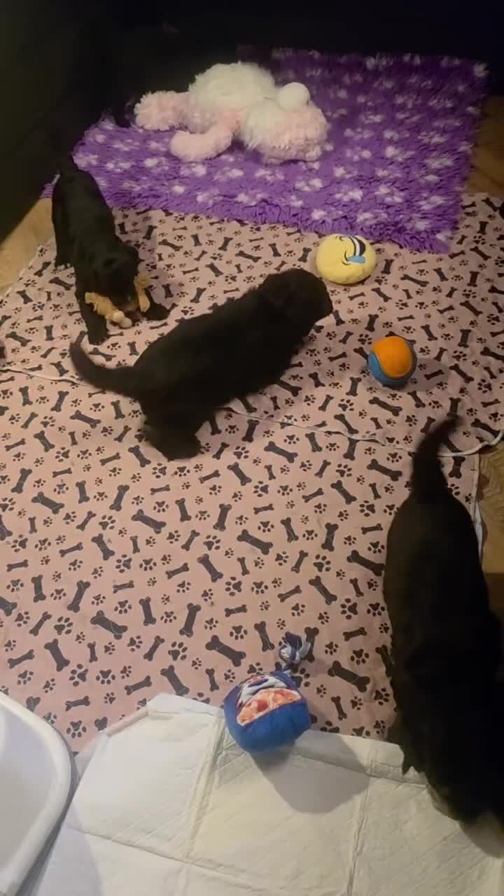 Bernedoodle dogs for sale: Top Quality BERNEDOODLE Puppies  - Video 2