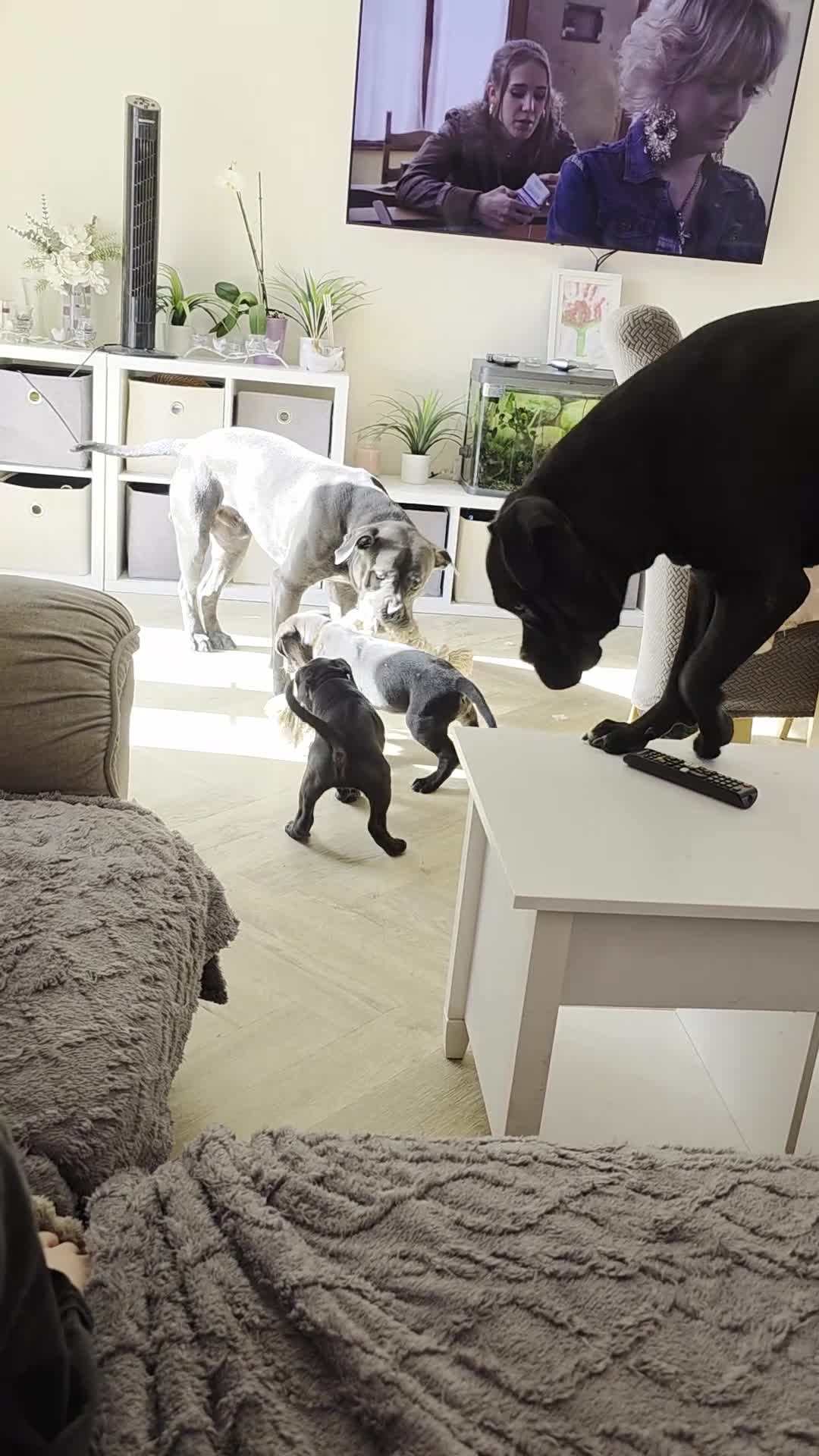 Cane Corso dogs for sale: NEW POST - Cane Corso Puppies  in Stroud - Video 1