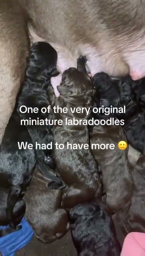 Labradoodle dogs for sale: 7 Week Old Miniature Labradoodle Puppies!  - Video 1