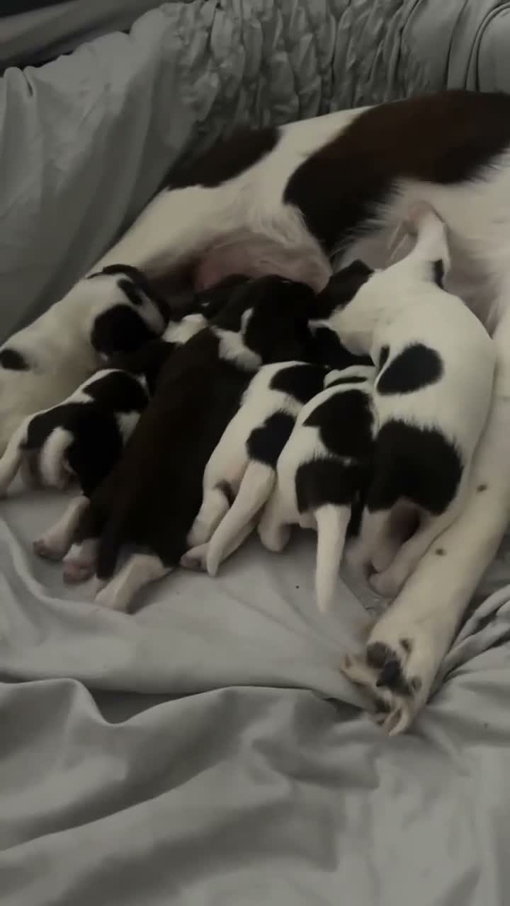 English Springer Spaniel dogs for sale: Gorgeous Family-Raised Springer Spaniel Puppies - Video 3