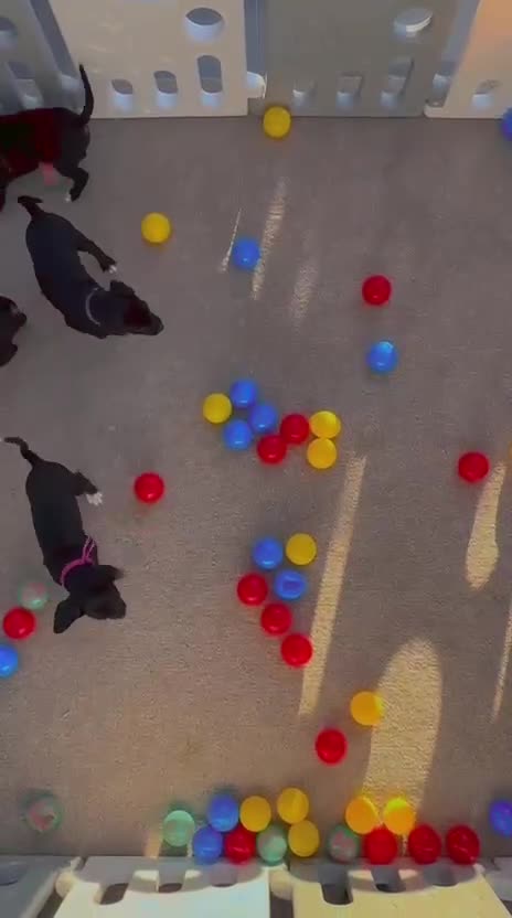 Patterjack dogs for sale: Last girl READY NOW! 5⭐️licensed breeders - Video 1