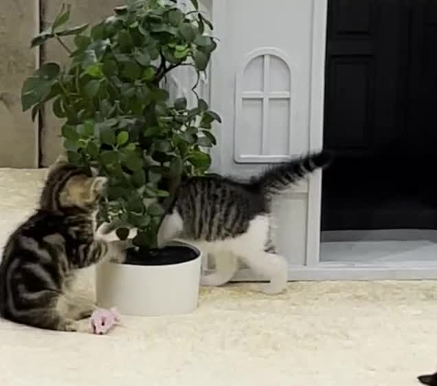 Siberian cats for sale: Half Siberian Wild forest Kittens 2x for £380 - Video 3