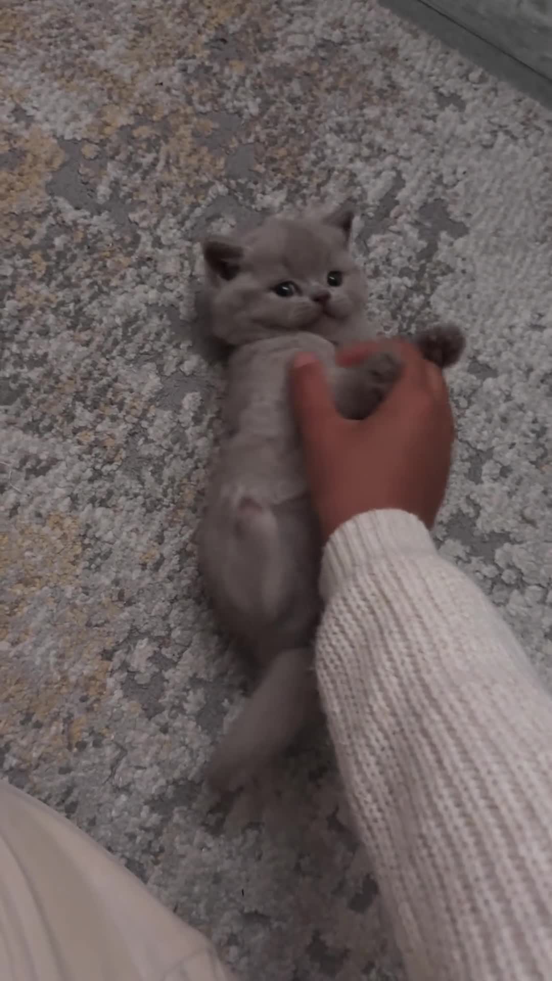 British Shorthair cats for sale: Lilac British shorthair GCCF registered - Video 1