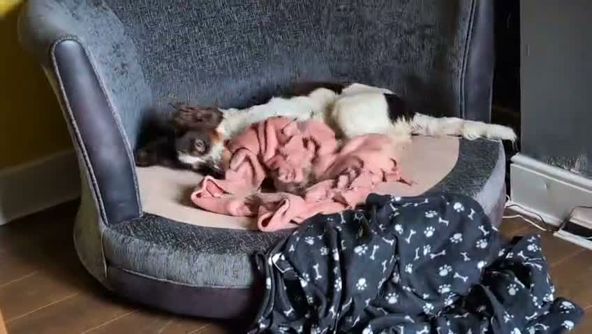 Mixed Breed dogs for adoption: 💙TOMMY THE SPANIEL💙-CLEVER, LOVING SPECIAL BOY  in High Peak - Video 2