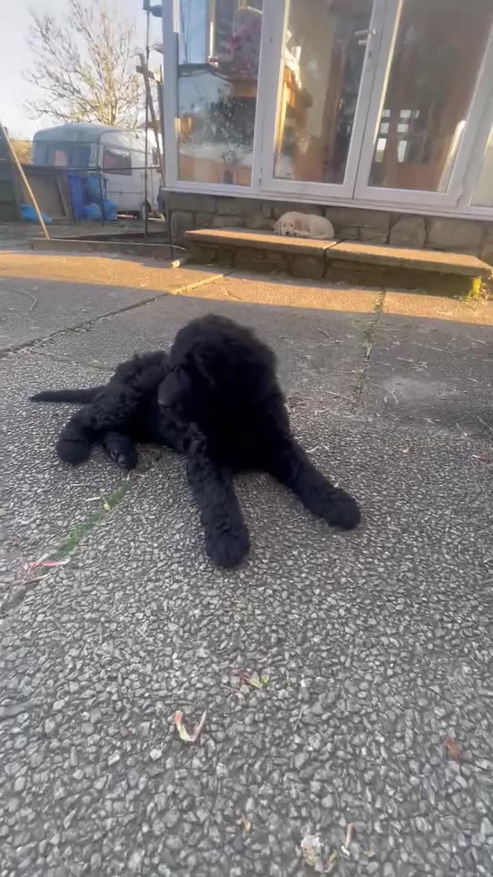 Goldendoodle dogs for sale: Stunning Goldendoodle Puppies - Video 4