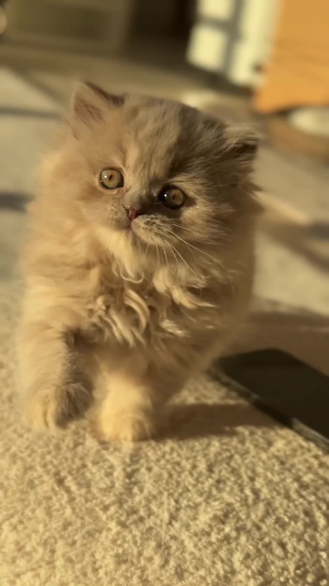 British Shorthair cats for sale: British Short Long-haired Chocolate Brown Fawn Red - Video 2