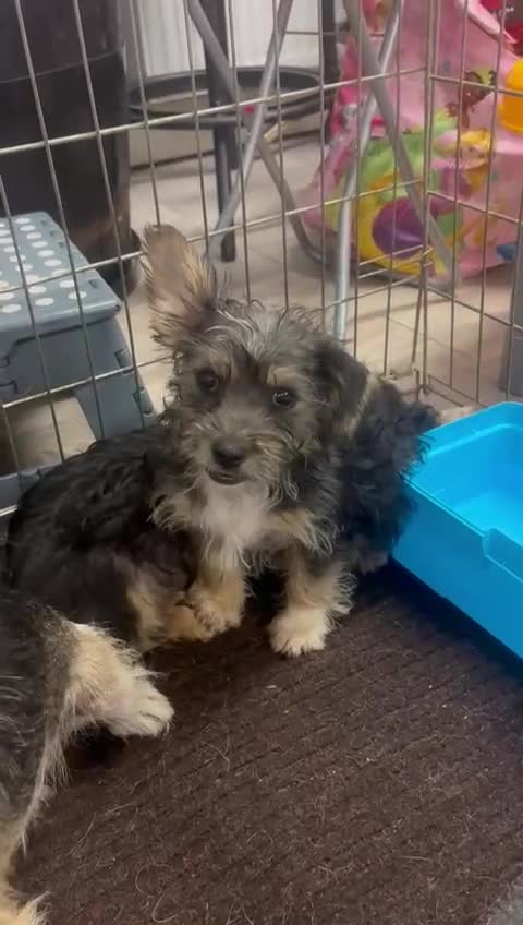 Mixed Breed dogs for sale: Jack Russel x Yorkshire Terrier  - Video 3