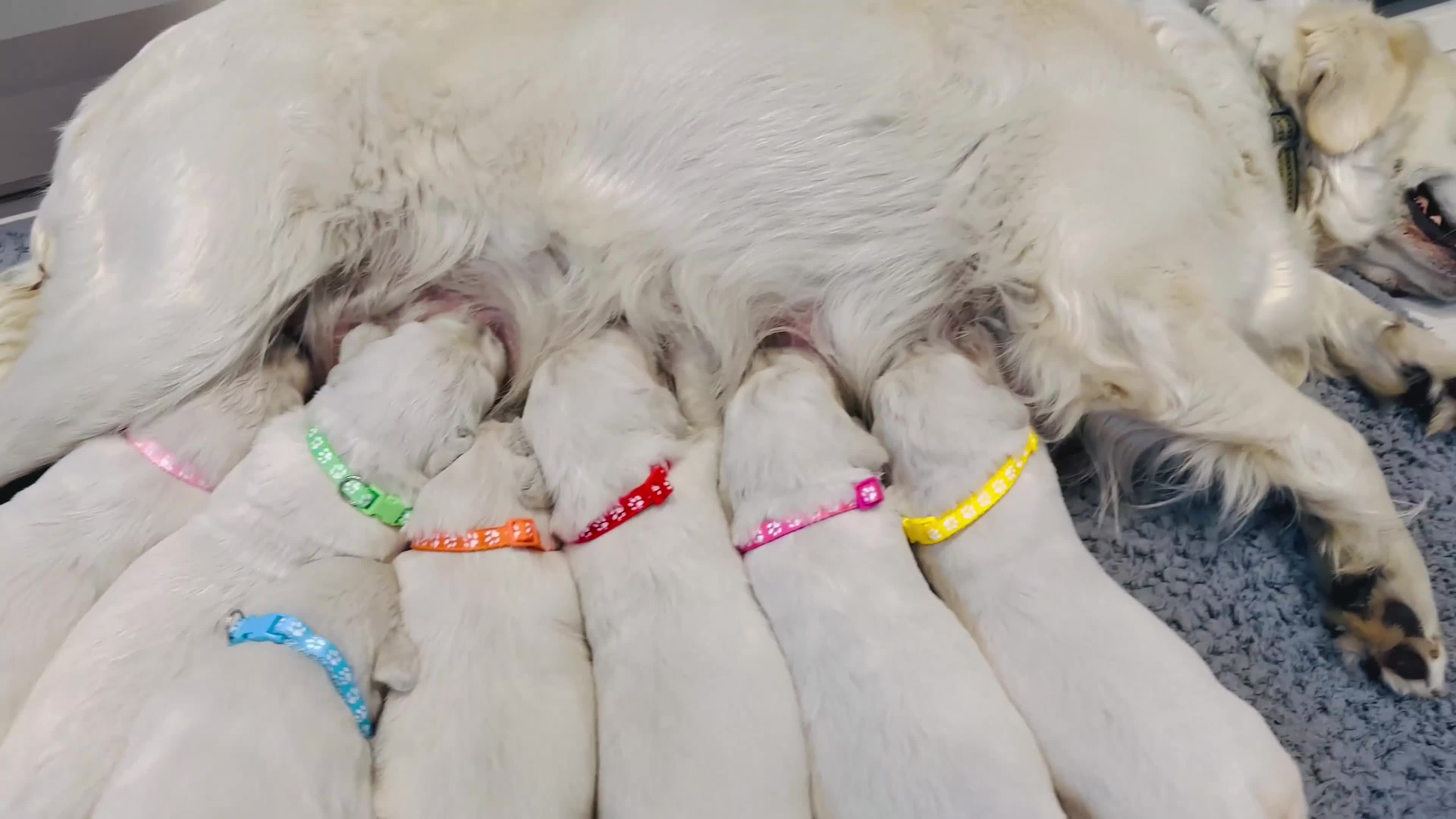 Golden Retriever dogs for sale: Cream Golden Retriever Puppies  - Video 1