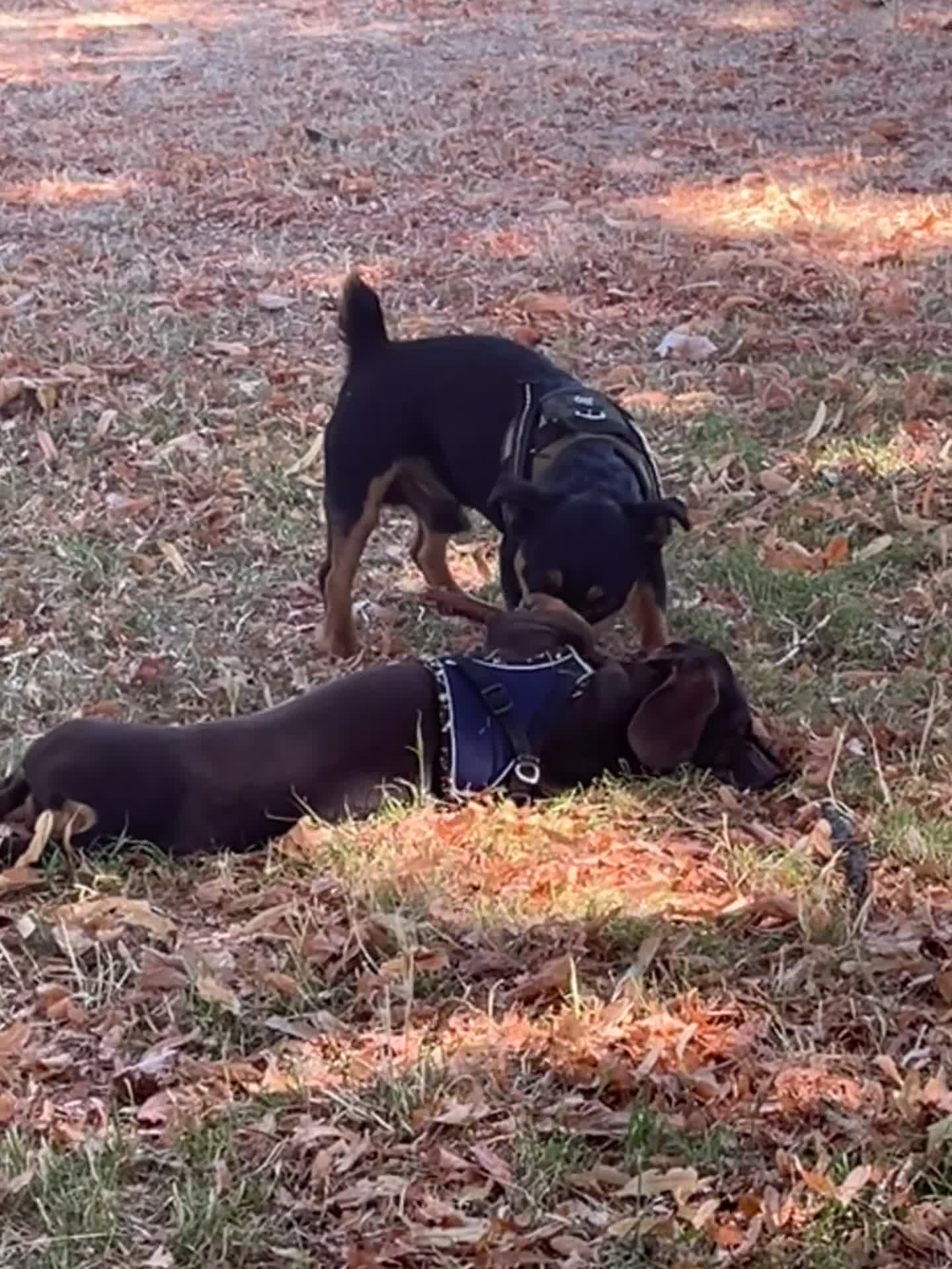 Jack Russell dogs for stud: Joyful Jerry in Romford - Video 1