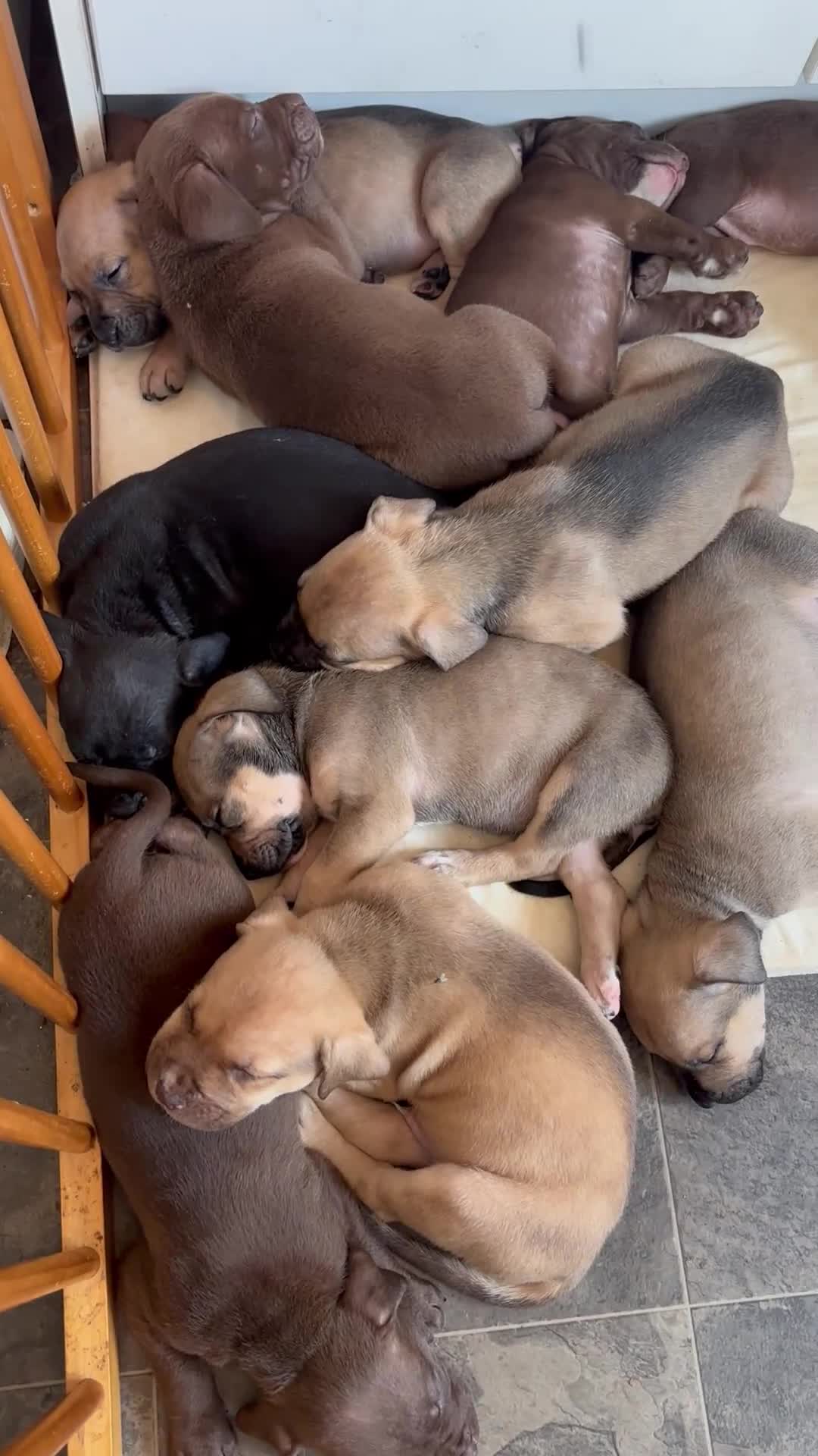 Mixed Breed dogs for sale: Bull presa pups  - Video 3