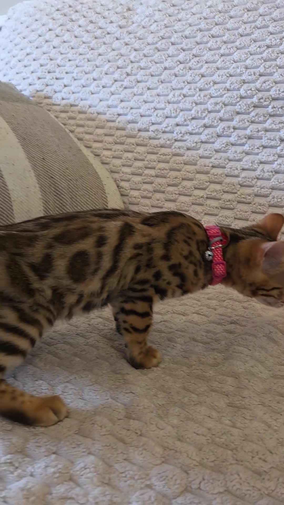 Bengal cats for sale: READY NOW FULL BENGAL KITTENS TICA REGISTERED  in Whitby - Video 3