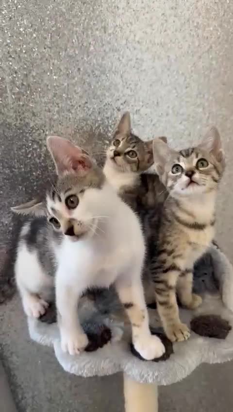 Mixed Breed cats for sale: Last half bengal baby boy 💕 - Video 1