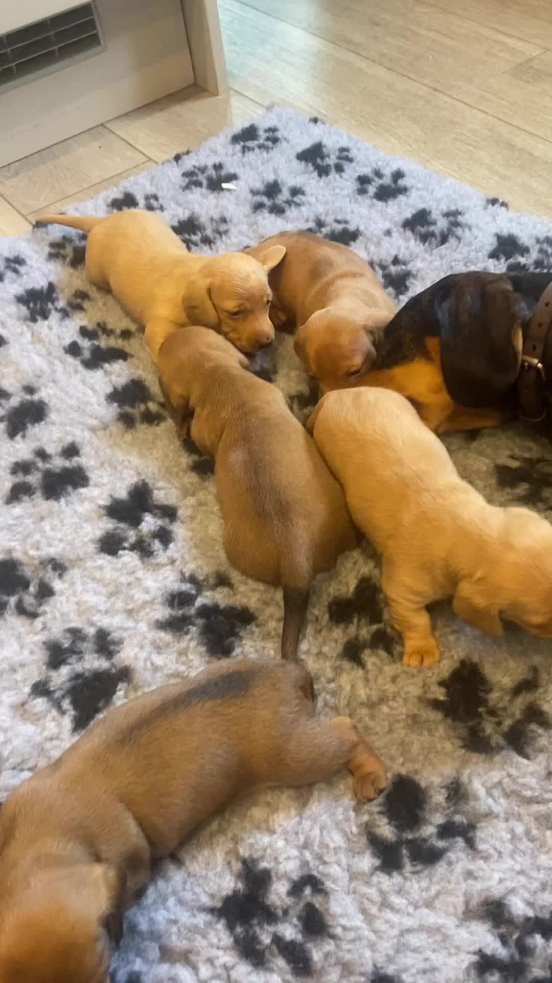 Miniature Dachshund dogs for sale: Gorgeous miniature smooth coated dachshunds  in Saltash - Video 3