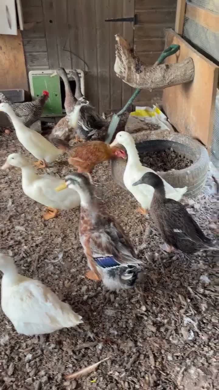 Mixed Breed poultry for sale: Ducks for rehoming  in Southall - Video 1