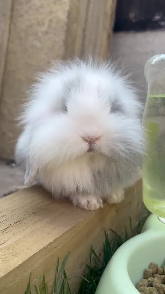 Mini Lion Lop rabbits for sale: lop x Lion head baby bunnies  - Video 2