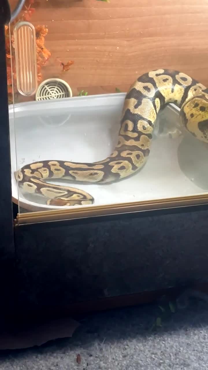 Python Snake reptiles for sale: 2 snakes (corn + royal python)  - Video 3
