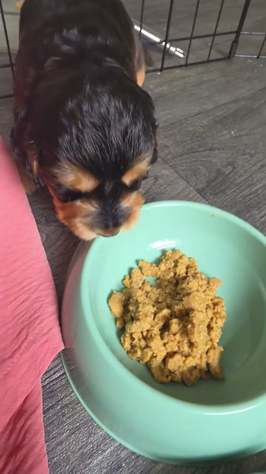 Cocker Spaniel dogs for sale: Beautiful cocker girl  - Video 4