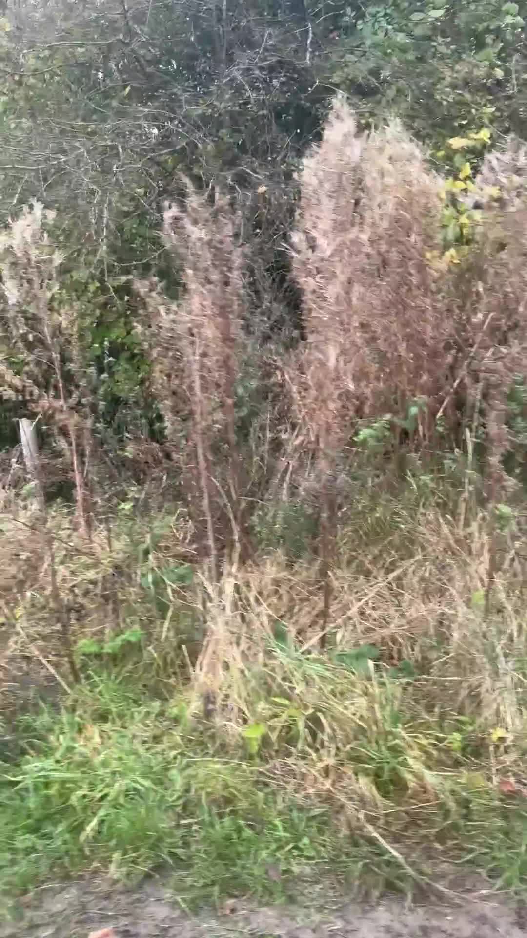 Cocker Spaniel dogs for stud: Proven Red KC REG Working Cocker Spaniel STUD in Chelmsford - Video 2