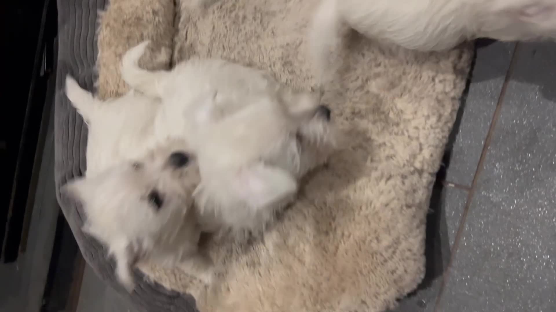 West Highland Terrier dogs for sale: Lovely litter of Westie Puppies - Video 2