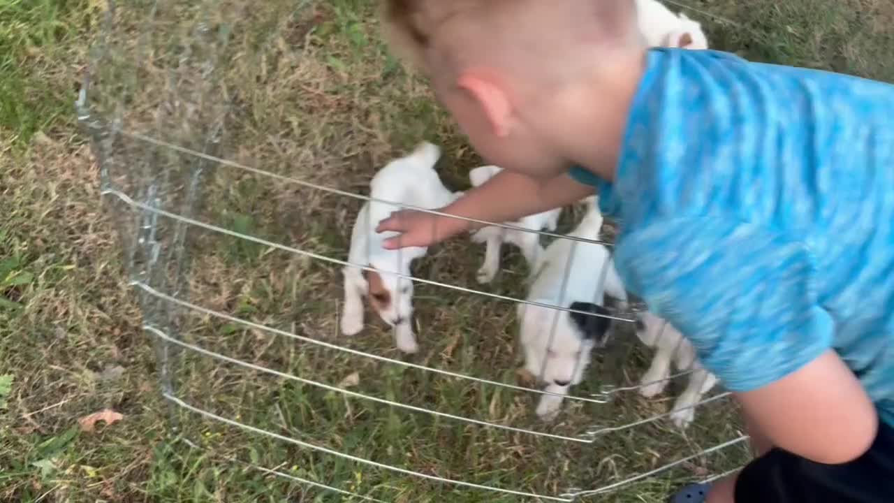 Parson Russell dogs for sale: Quality strong parson terrier pups call to - Video 1