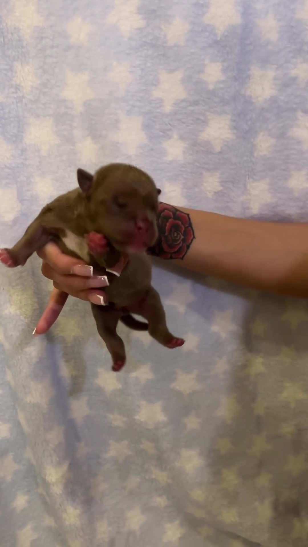 American Bully dogs for sale: Miniature micro bully puppies - Video 4